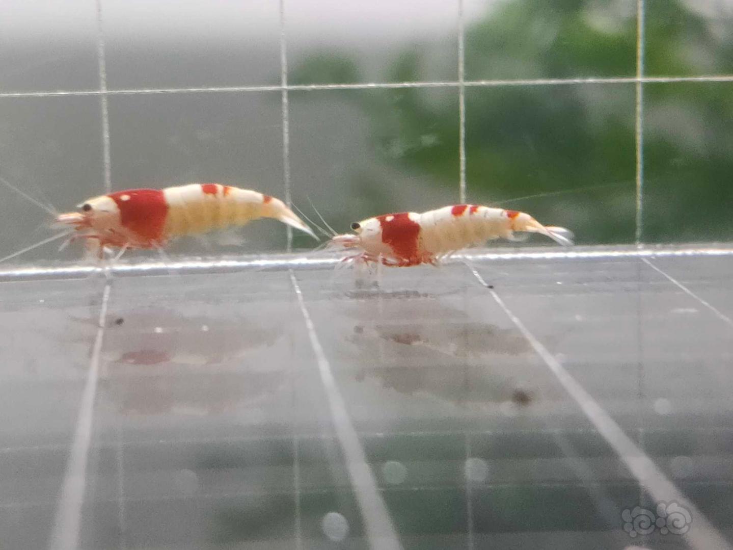 【虾】2020-4-6#RMB拍卖红白水晶虾5只-图1