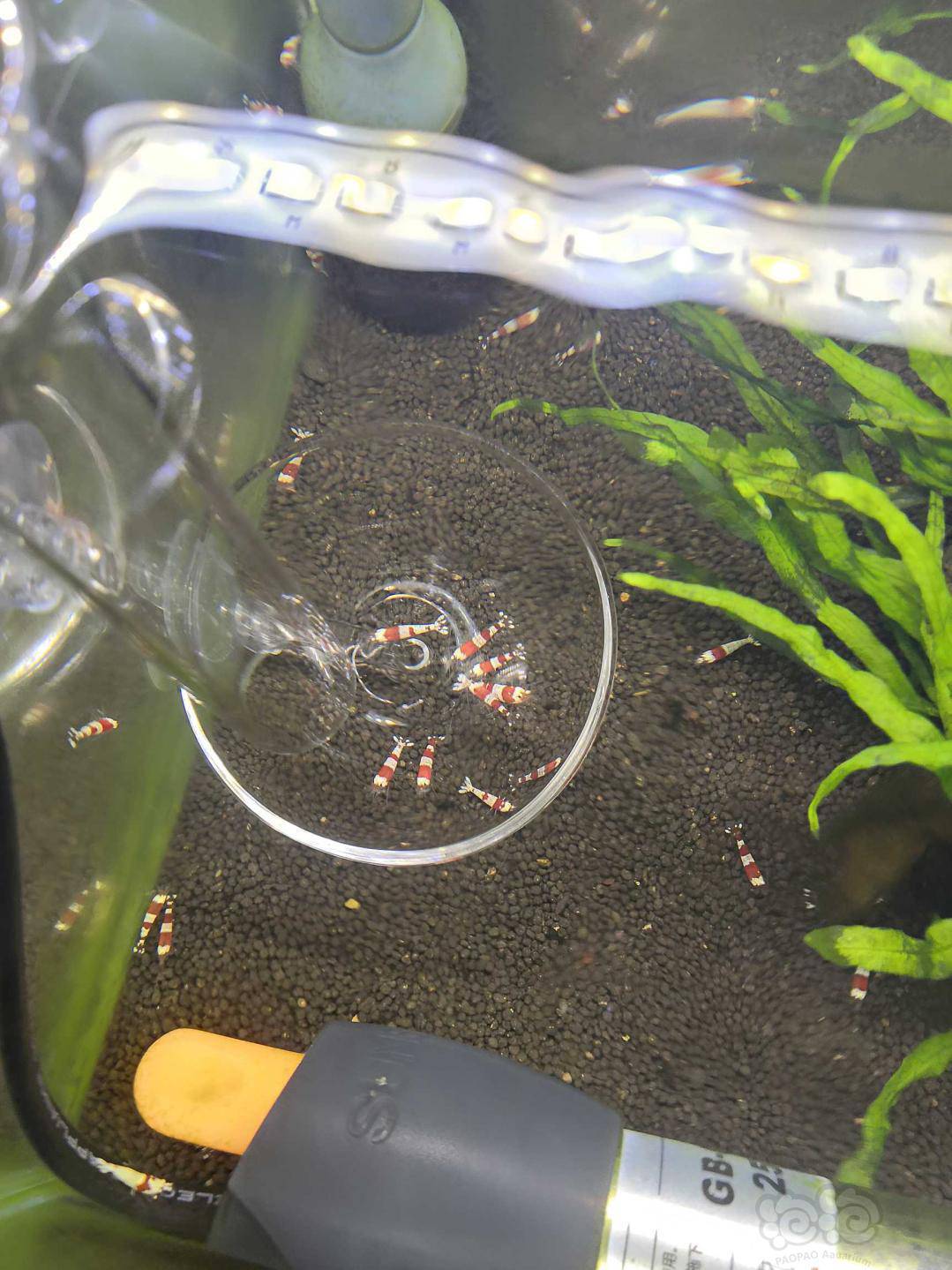 新手求教水晶虾公母区分