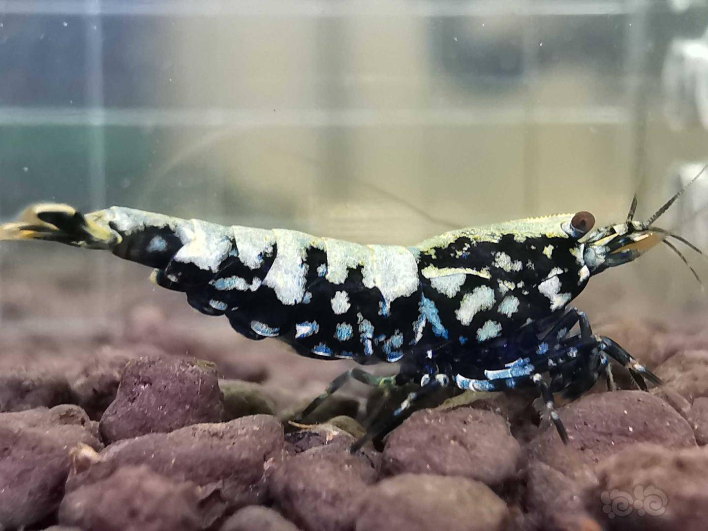 20200424rmb拍卖黑银河星钻繁殖组一份3只