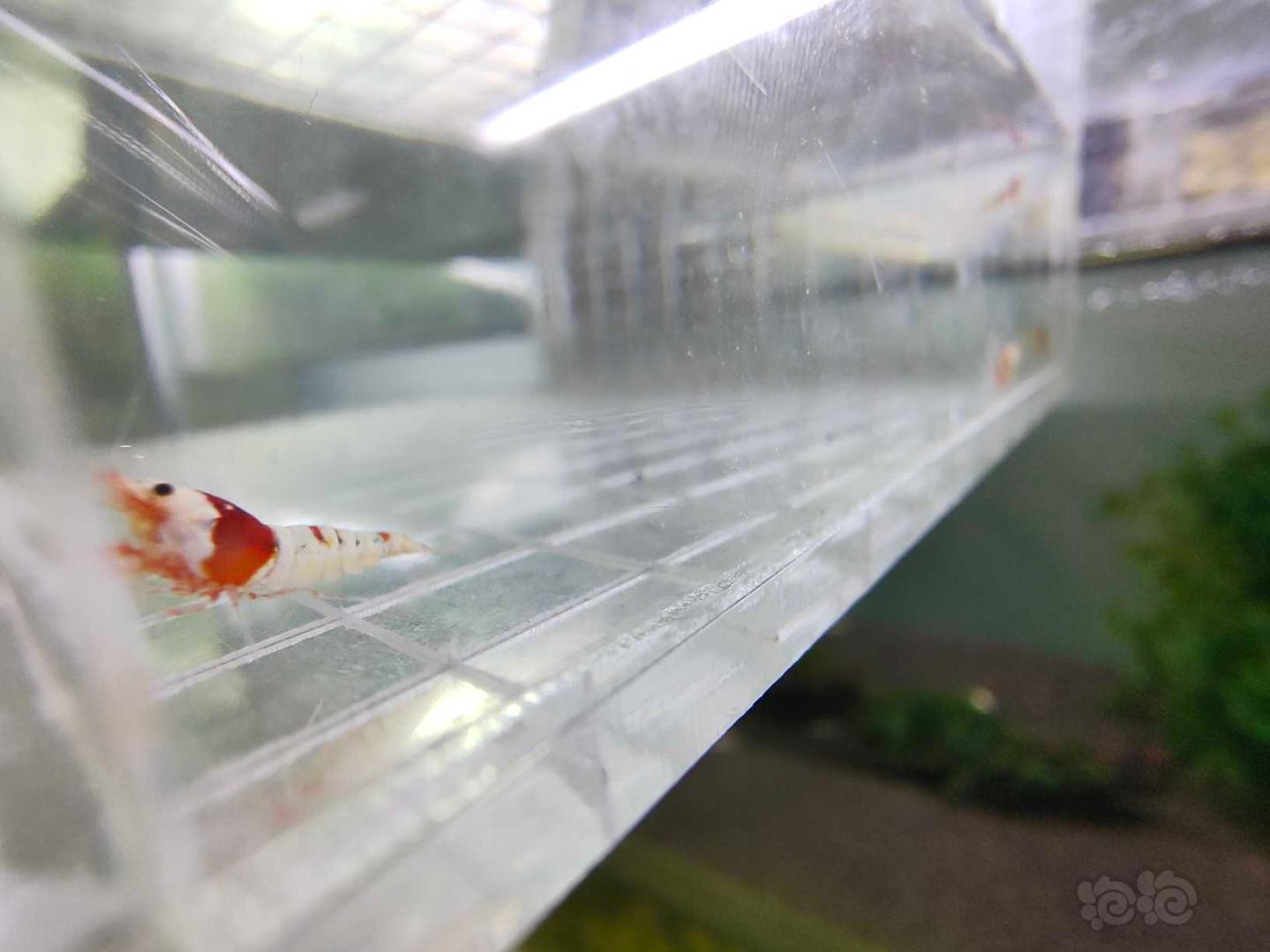 【虾】2020-4-6#RMB拍卖红白水晶虾5只-图5