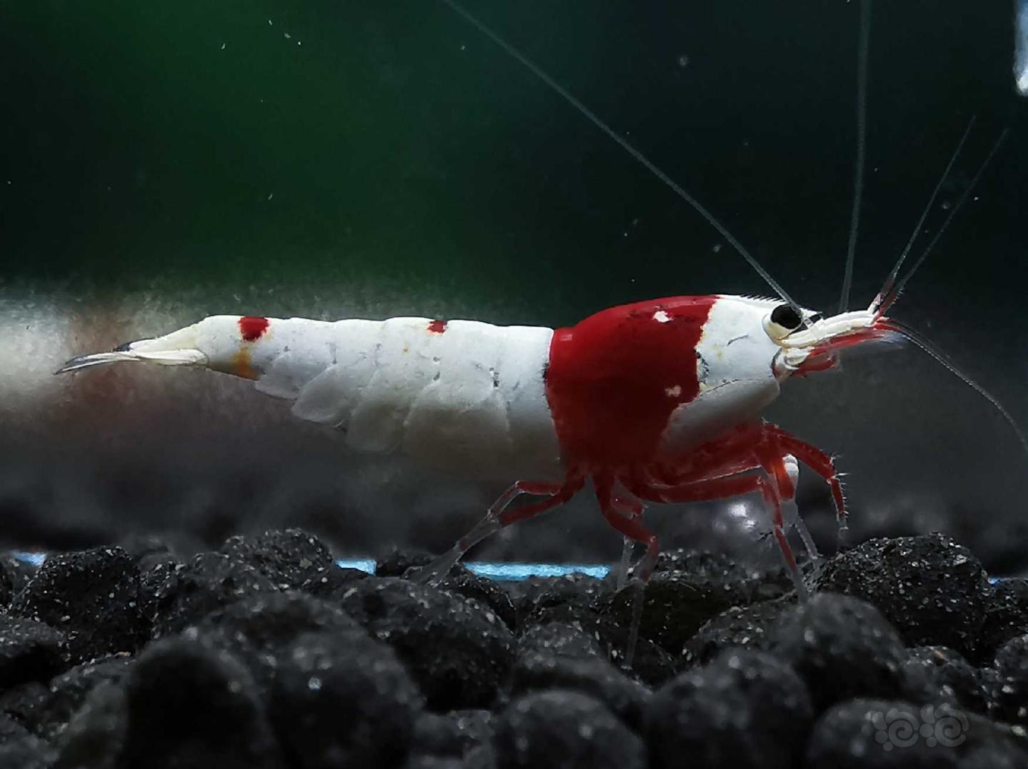 【虾】2020-04-29#RMB拍卖红白水晶虾一对-图2