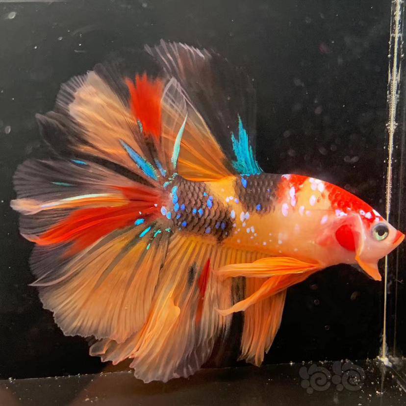 斗鱼82糖果半月