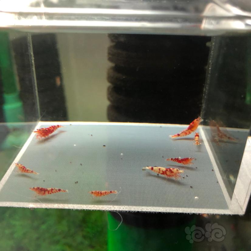 【虾】2020-4-12#RMB拍卖淘汰红花虎8只-图2