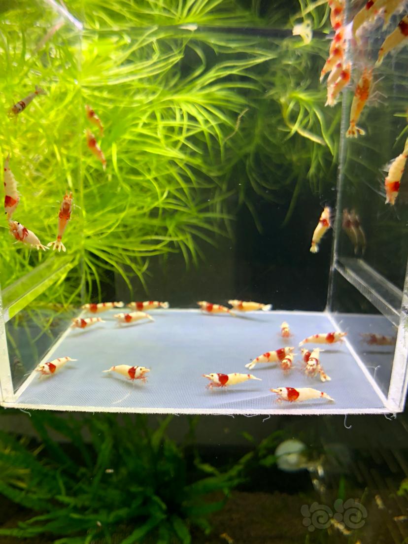 【虾】2020-04-11#RMB拍卖红白水晶虾一份36只-图2