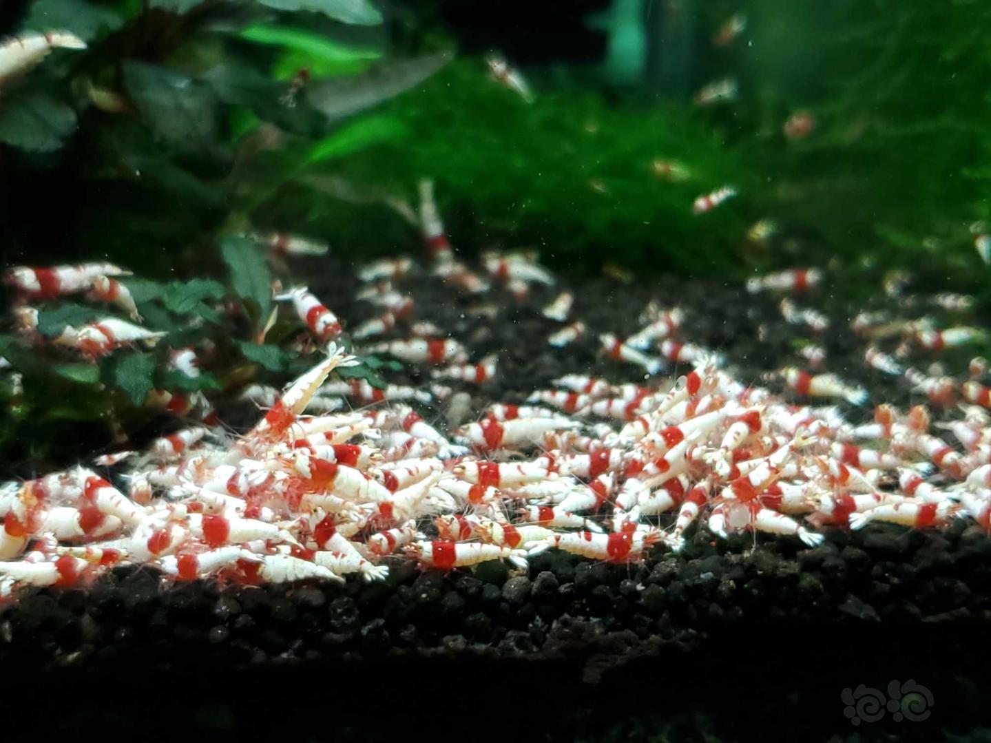 转纯血红白水晶虾-图1