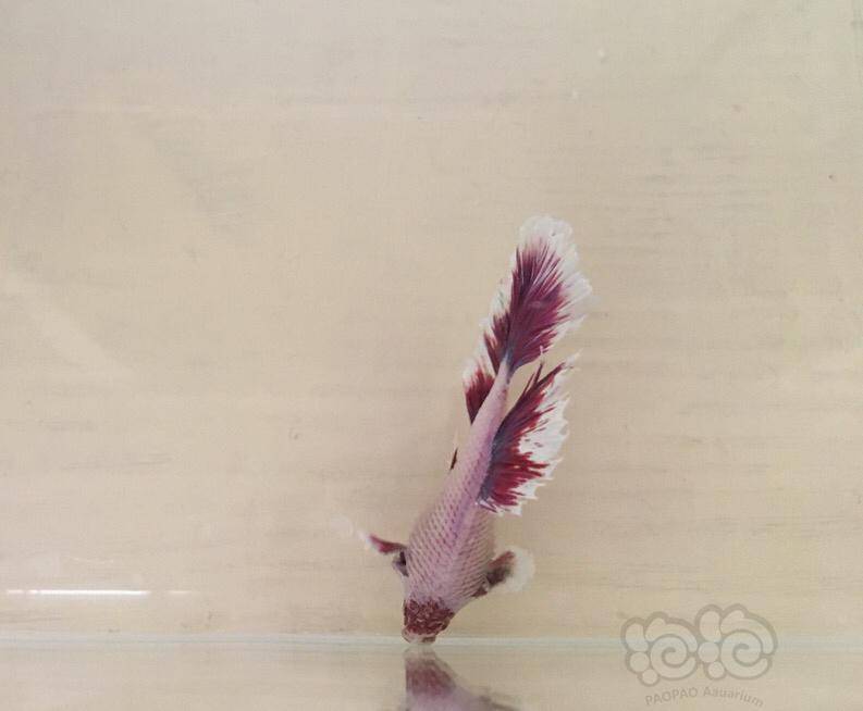 【斗鱼】腹积水严重!