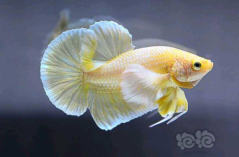 【龙鱼】蝴蝶鱼,超级漂亮