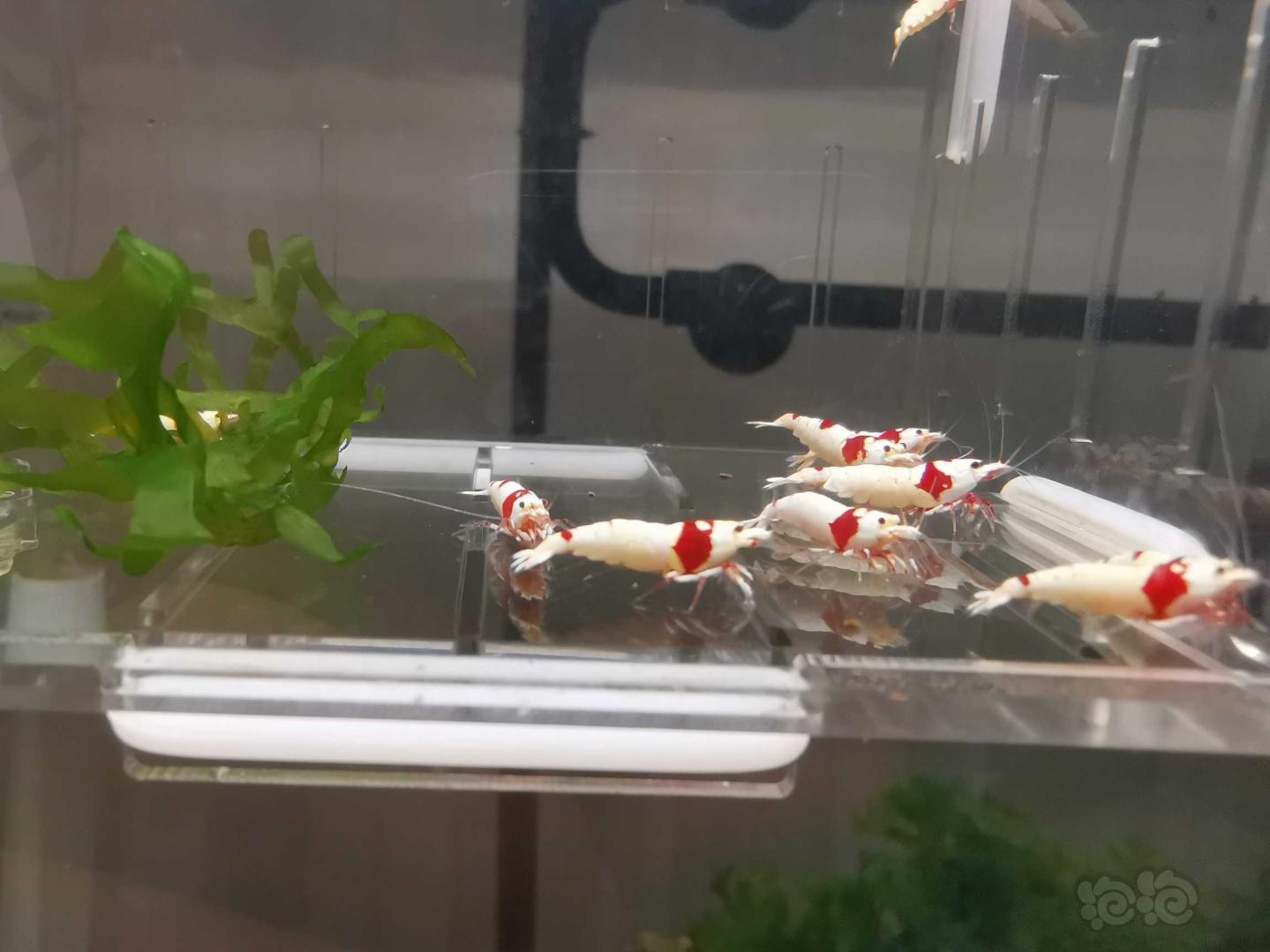 【虾】2020-05-10#RMB拍卖红白水晶虾12只-图8