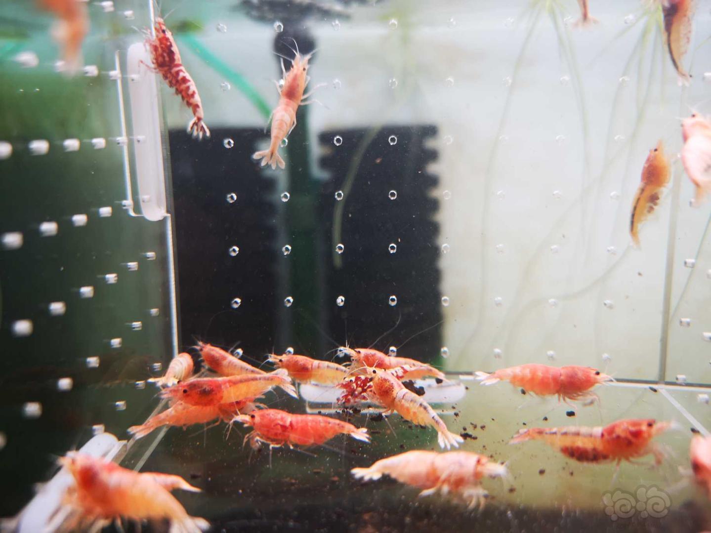 【虾】2020-5-26#RMB拍卖红银河白金母虾30只！-图1