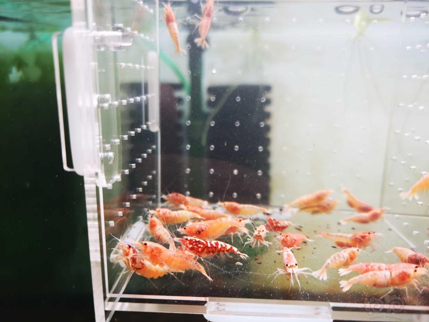 【虾】2020-5-26#RMB拍卖红银河白金母虾30只！-图6