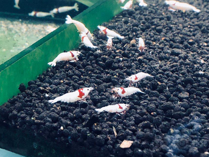 【虾】2020-05-28#RMB拍卖 纯血统红白10只-图1