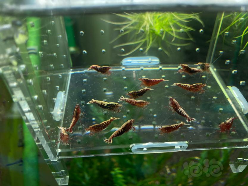【虾】2020-5-1#RMB拍卖银河鱼骨繁殖组10母5公-图3