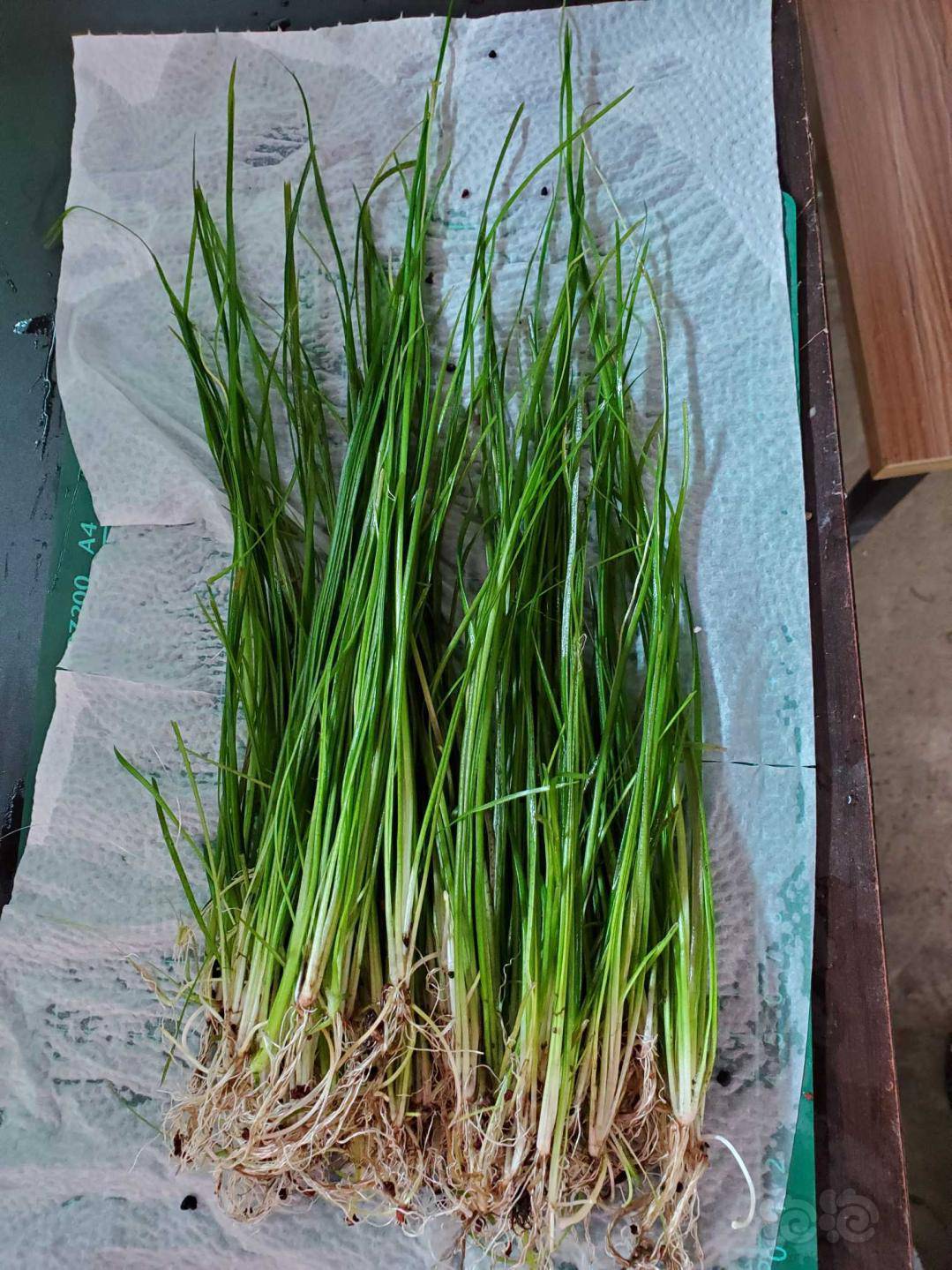 水草出挺水植物丝带水兰13元一斤出精品枝条沉木