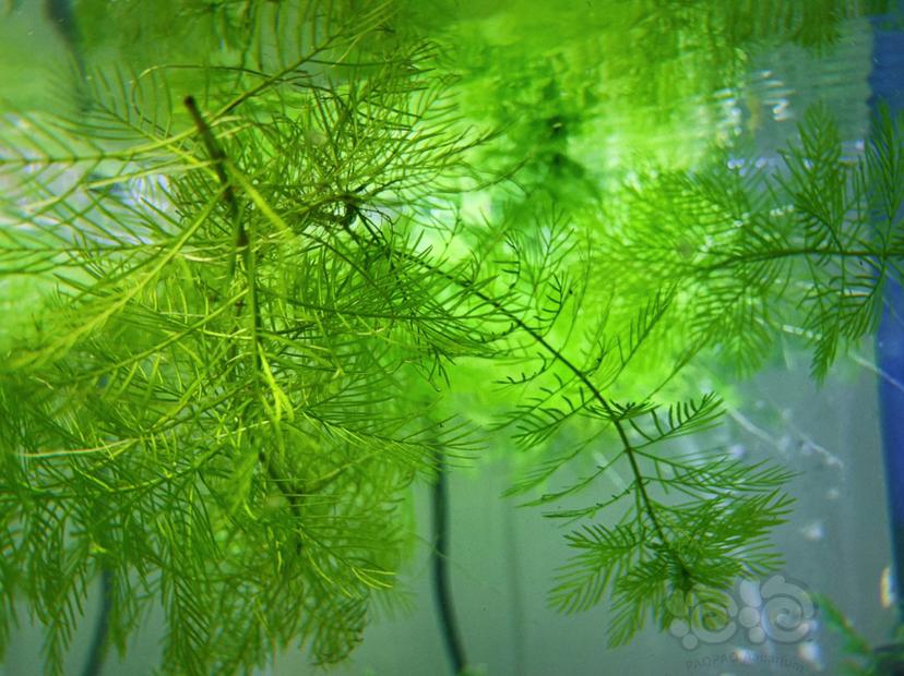 【水草】2020-05-10#RMB珊瑚莫斯一叶莲水草一份-图6