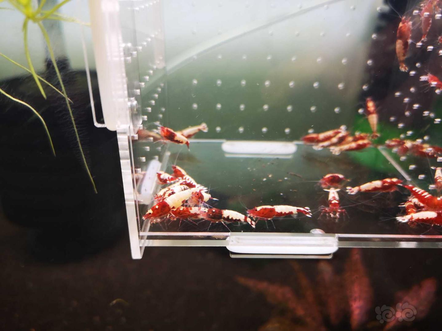 【虾】2020-5-3#RMB拍卖打废的红银河破烂25只母虾！-图4