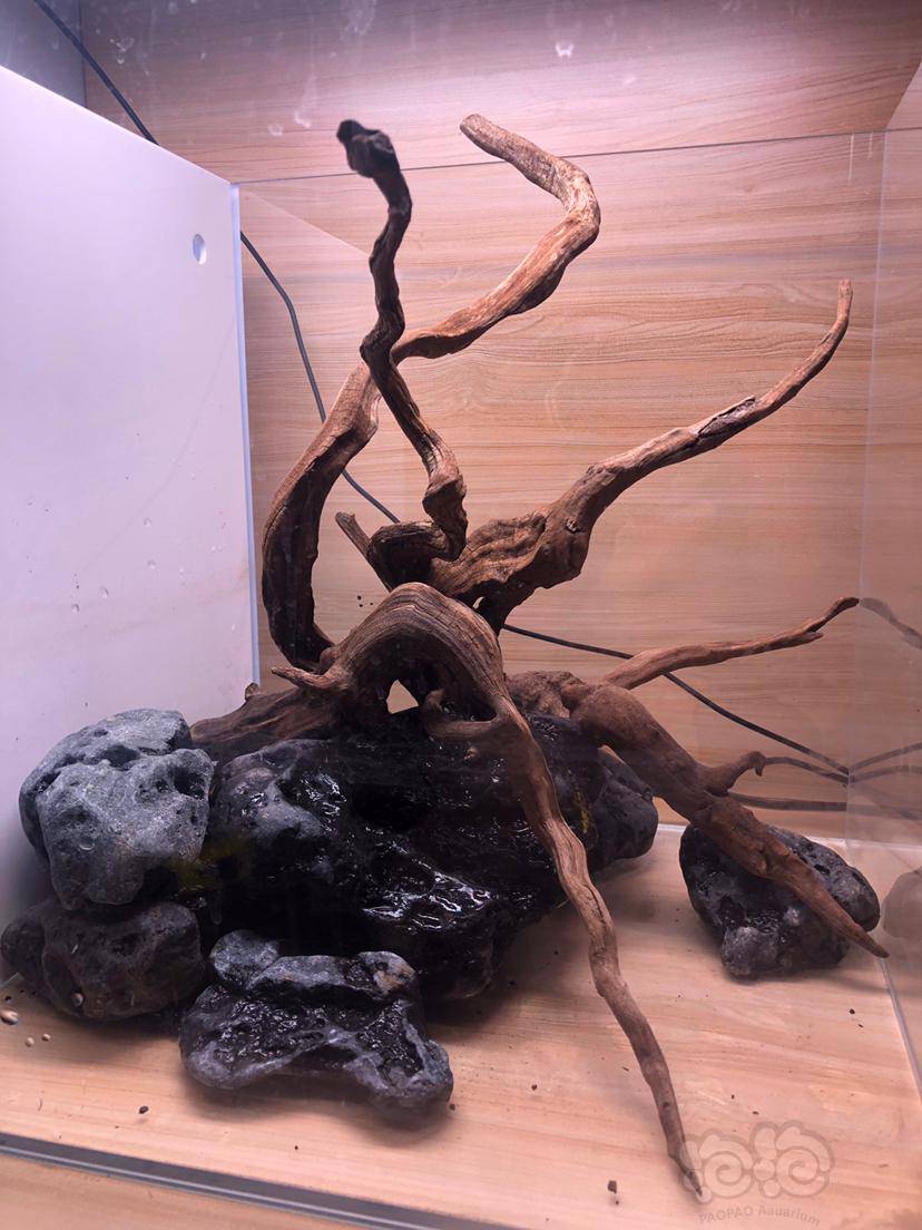 沉木枝条77八海石小缸