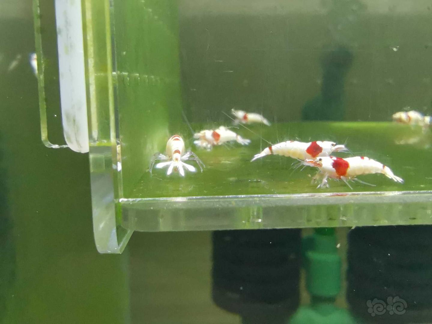 【虾】2020-05-14#RMB拍卖红白水晶虾15只-图4