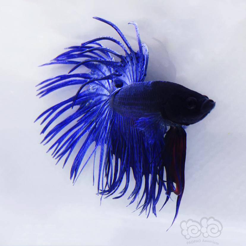 斗鱼入手第一条四针狮王