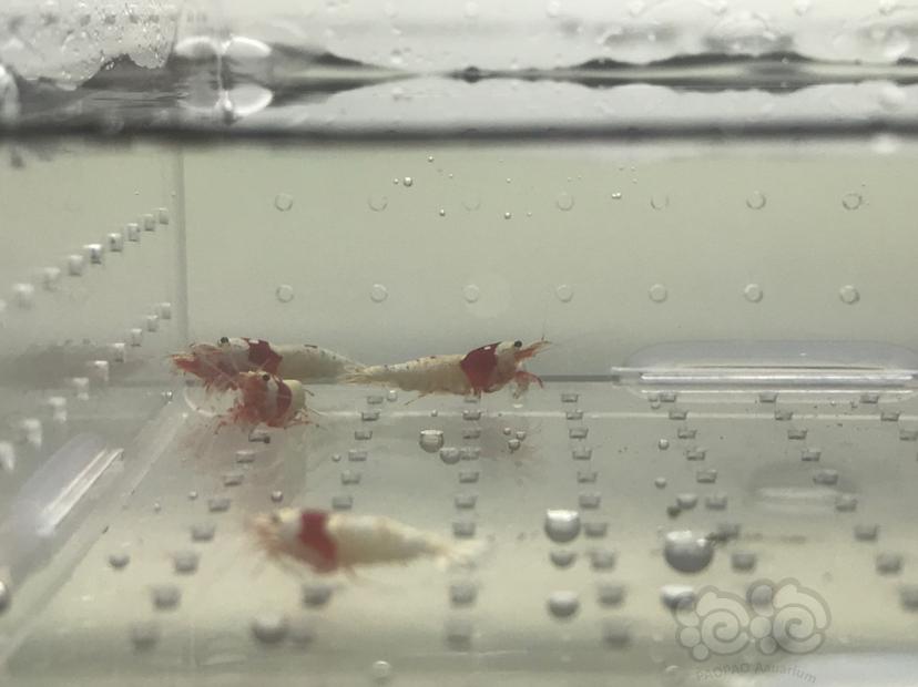 【虾】2020-05-19#RMB拍卖#红白水晶虾一份15只-图4