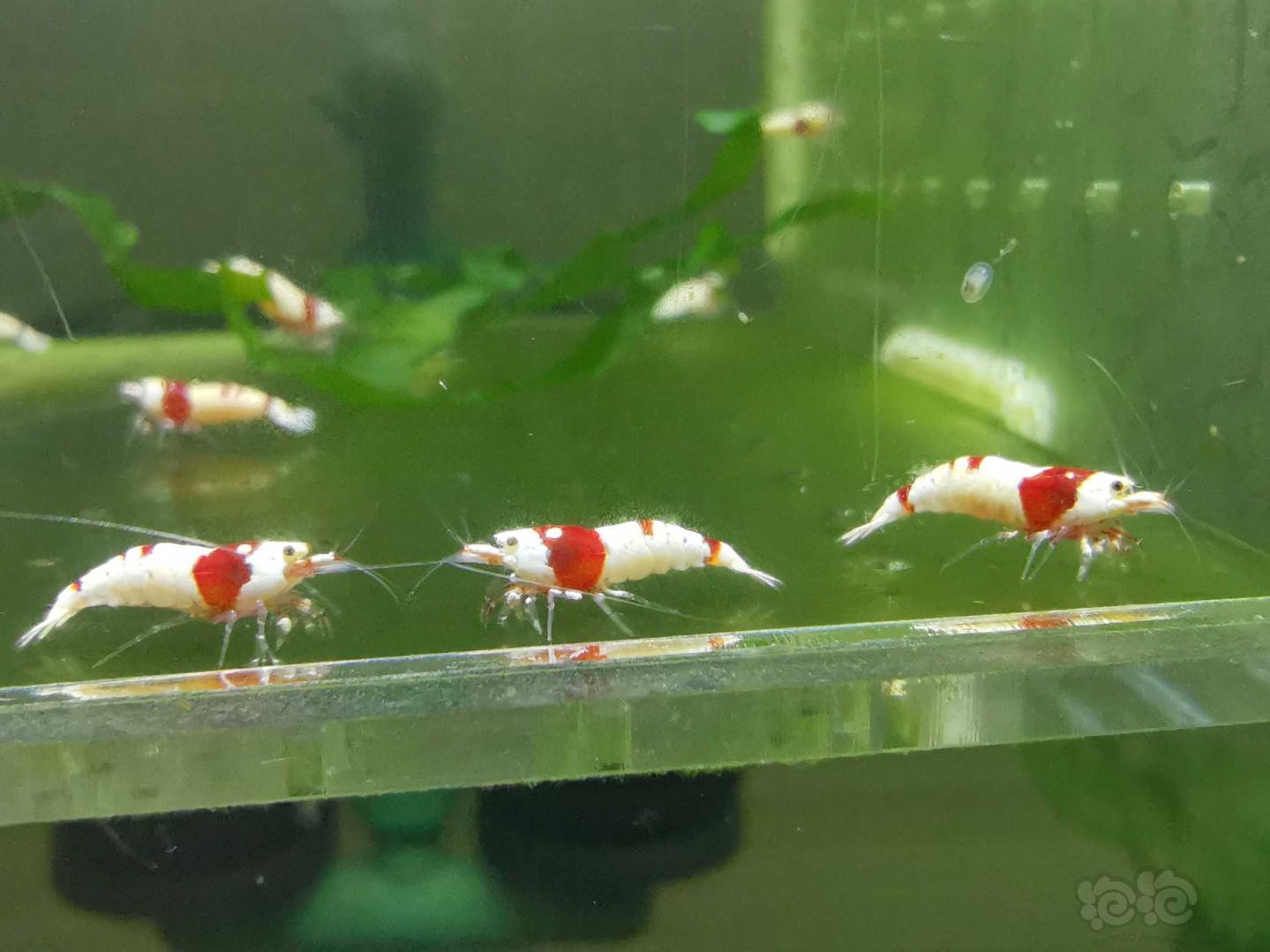 【虾】2020-05-14#RMB拍卖红白水晶虾15只-图1