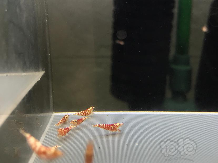 【虾】2020-05-25#RMB拍卖太极红花虎20只-图3