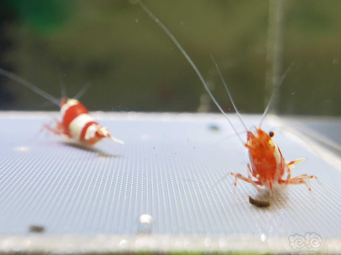 【虾】2020-05-04#RMB拍卖红白水晶虾5只。-图6