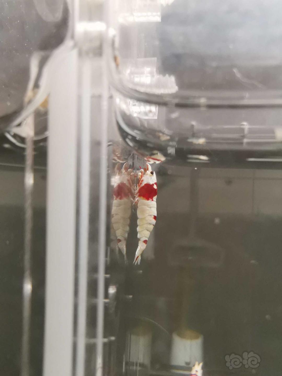 【虾】2020-05-10#RMB拍卖红白水晶虾12只-图2