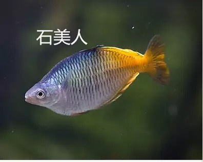 【热带鱼】石美人鱼全公-图3