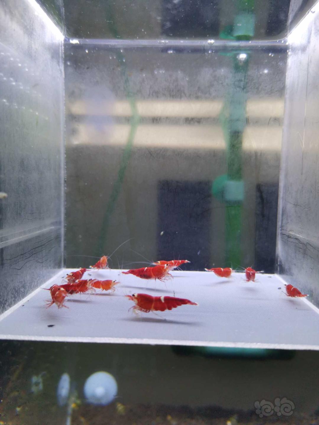 【虾】2020-05-02#RMB拍卖圣诞红全母水晶虾一份-图1