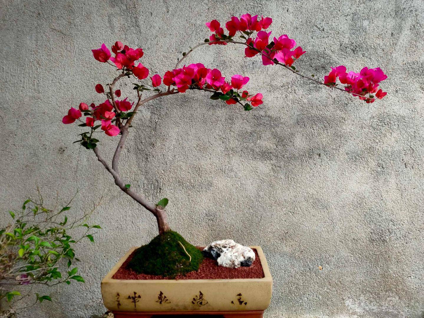 【盆栽】三角梅的夏天