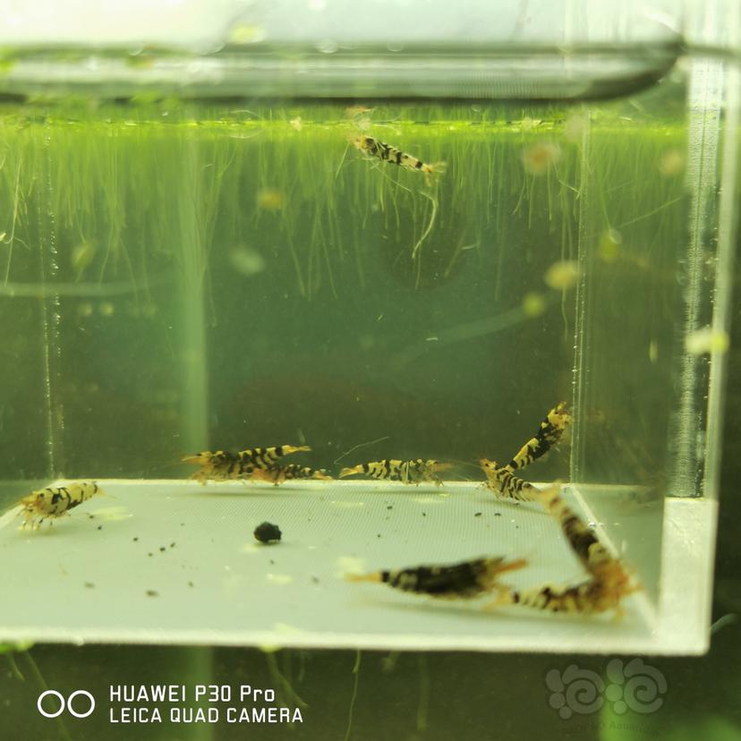 【虾】2020-05-17#RMB拍卖黑花虎10只-图2