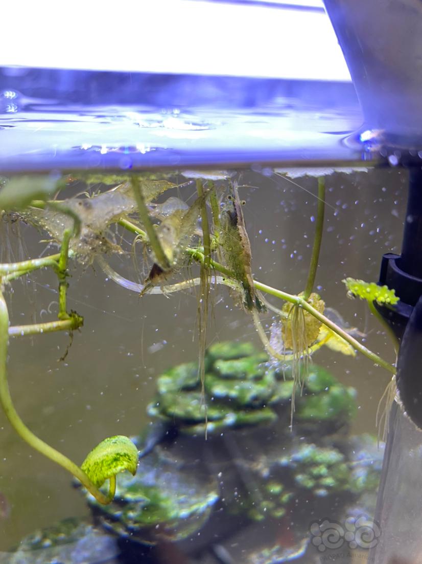发现翡翠虾一个，寻思要不要捞出来繁殖看看-图1