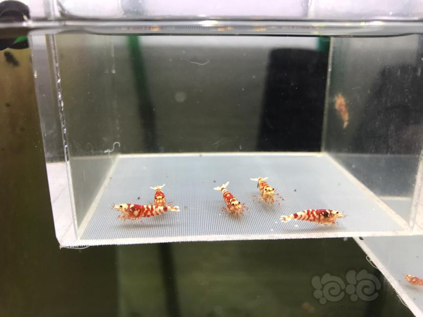 【虾】2020-05-25#RMB拍卖太极红花虎5只-图1