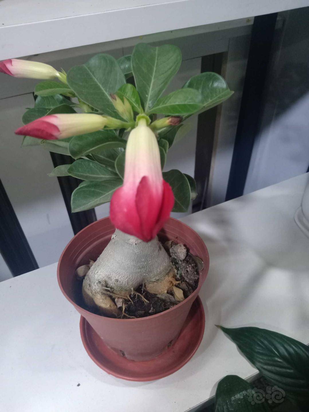 其他沙漠玫瑰花包挺大呀