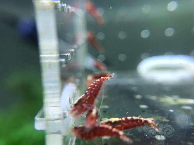 【虾】2020-05-02#RMB拍卖#银河幼虾15只-图2