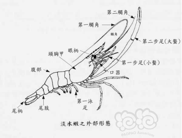 虾爬子公母区别图片图片