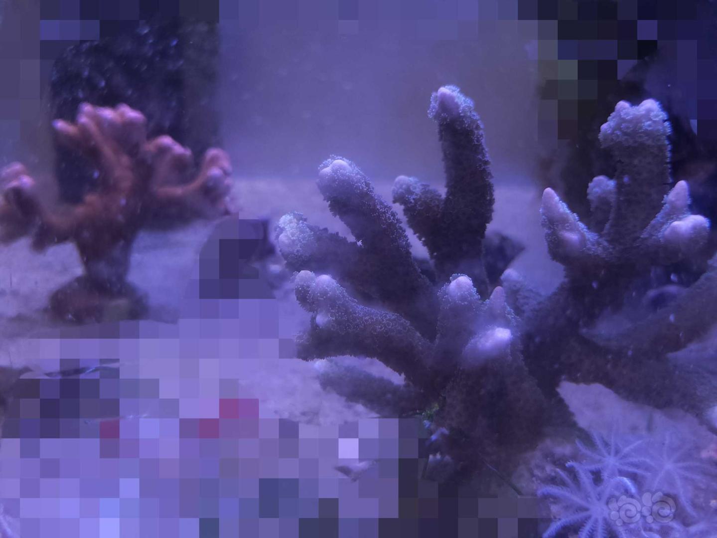 海水珊瑚断枝-图4