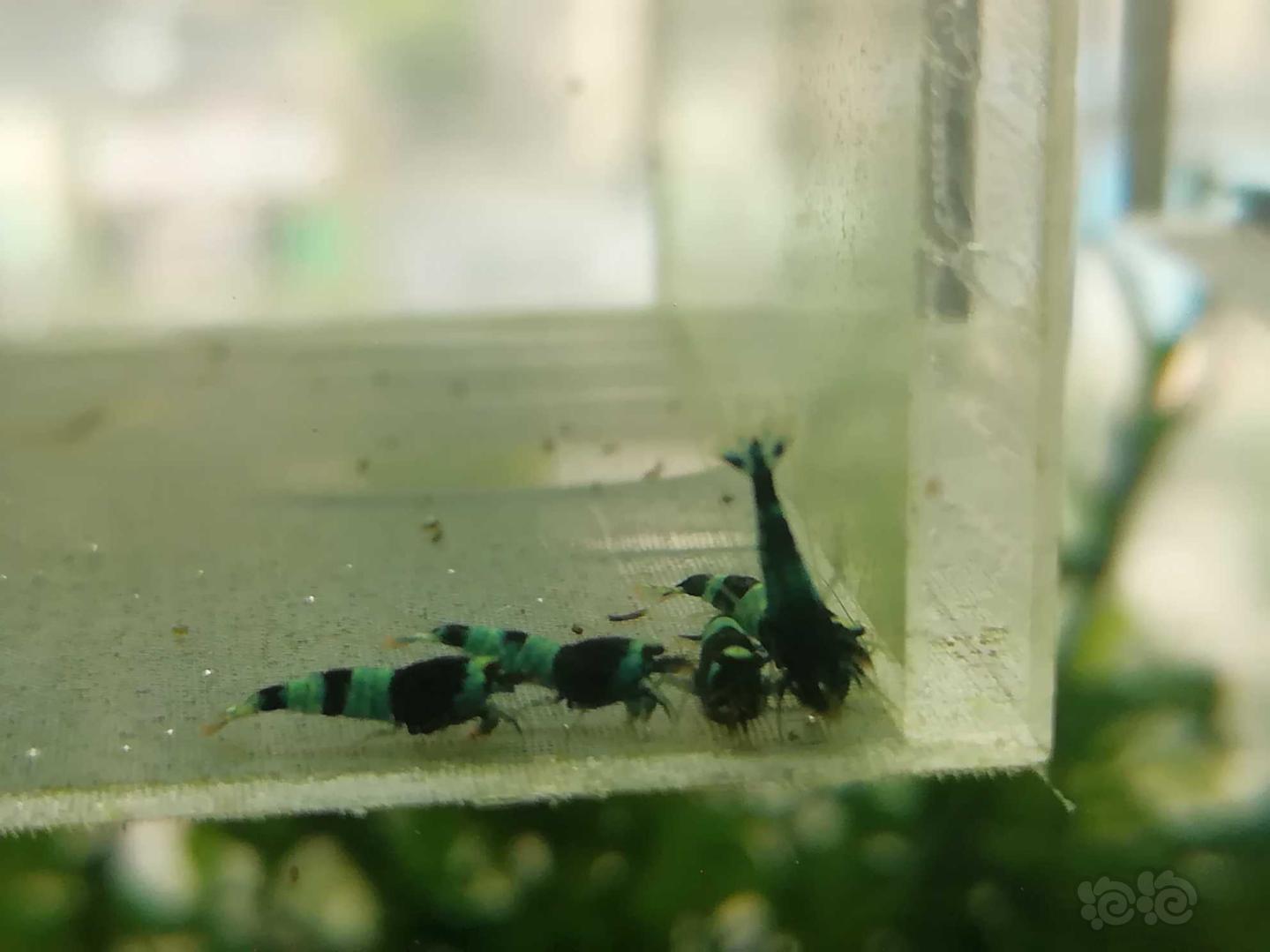 【虾】2020-05-27#RMB拍卖#蓝化金刚水晶虾一份10只-图8