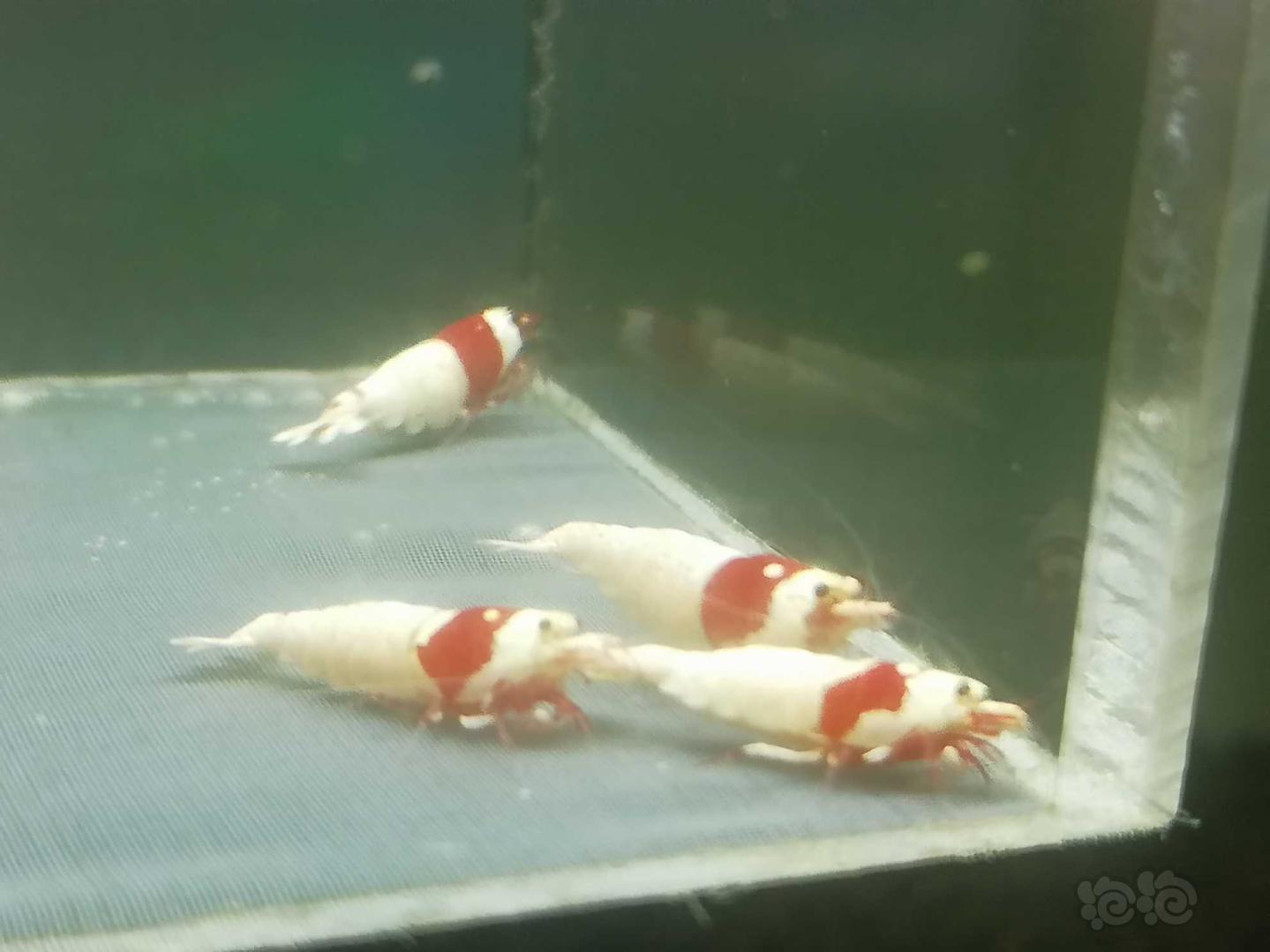 【虾】2020-05-18#RMB拍卖#红白纯血白躯水晶虾成虾一份5只-图1