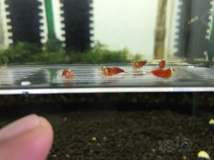 【虾】2020-05-07#RMB拍卖圣诞红虾八只 有一只已经抱蛋-图3