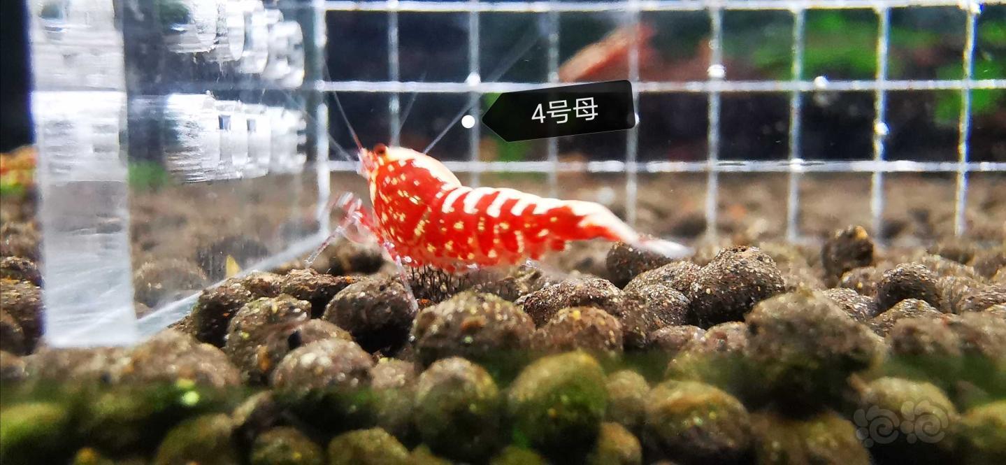 【虾】2020-5-7#RMB拍卖红银河星钻,一份5只-图4