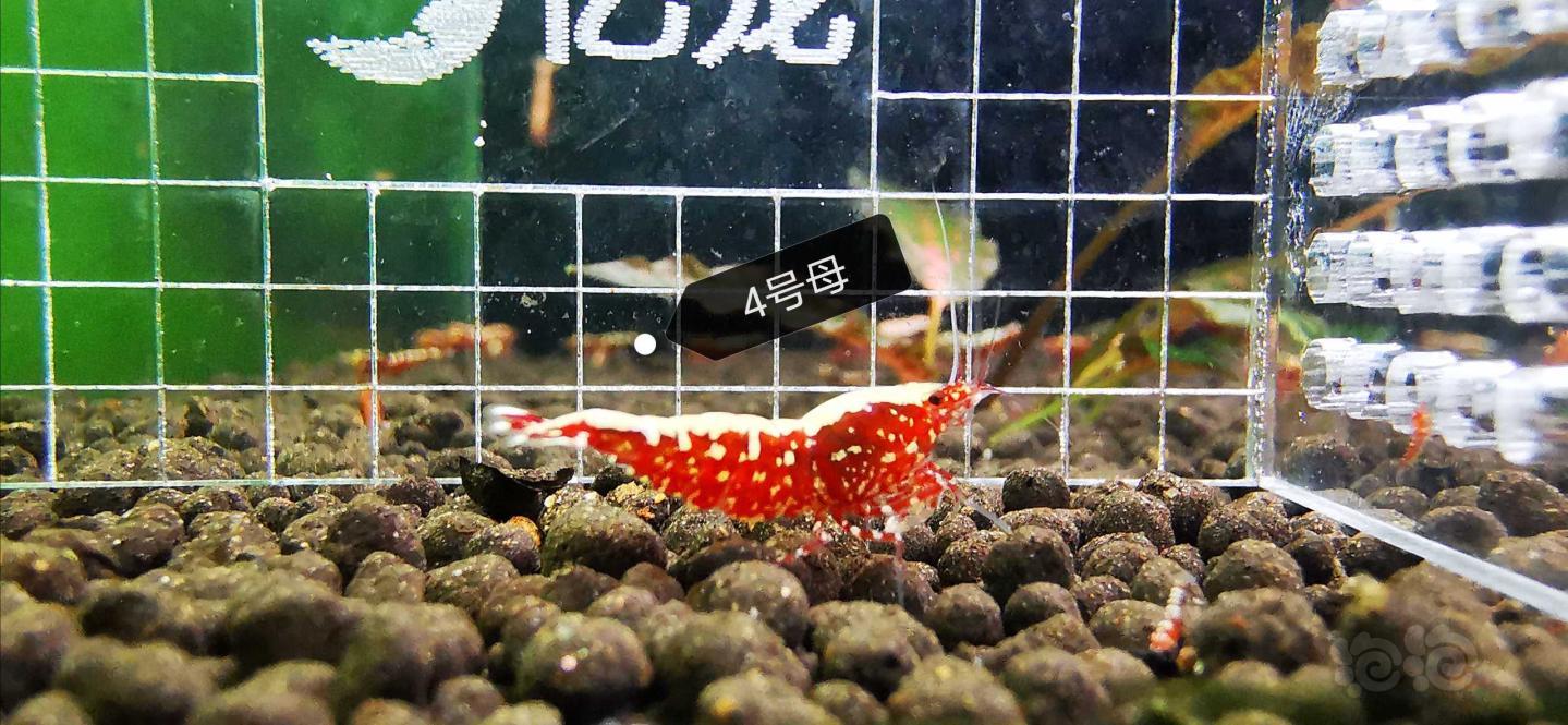 【虾】2020-5-6#RMB拍卖红银河星钻,一份5只-图4