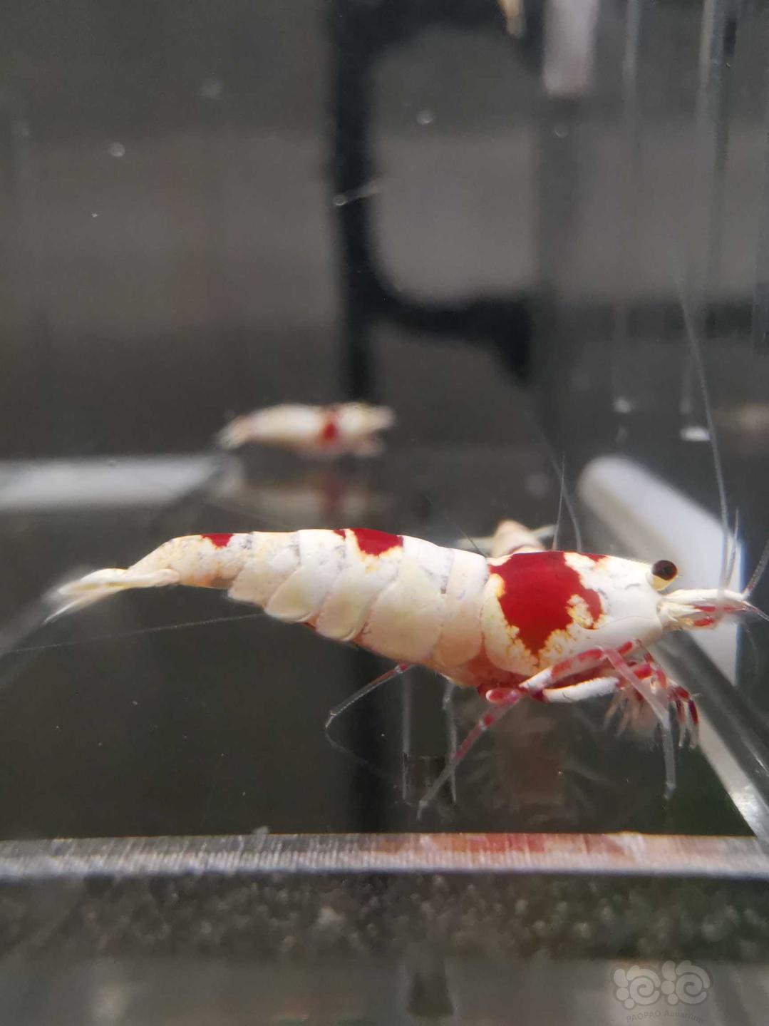 【虾】2020-05-10#RMB拍卖红白水晶虾12只-图1