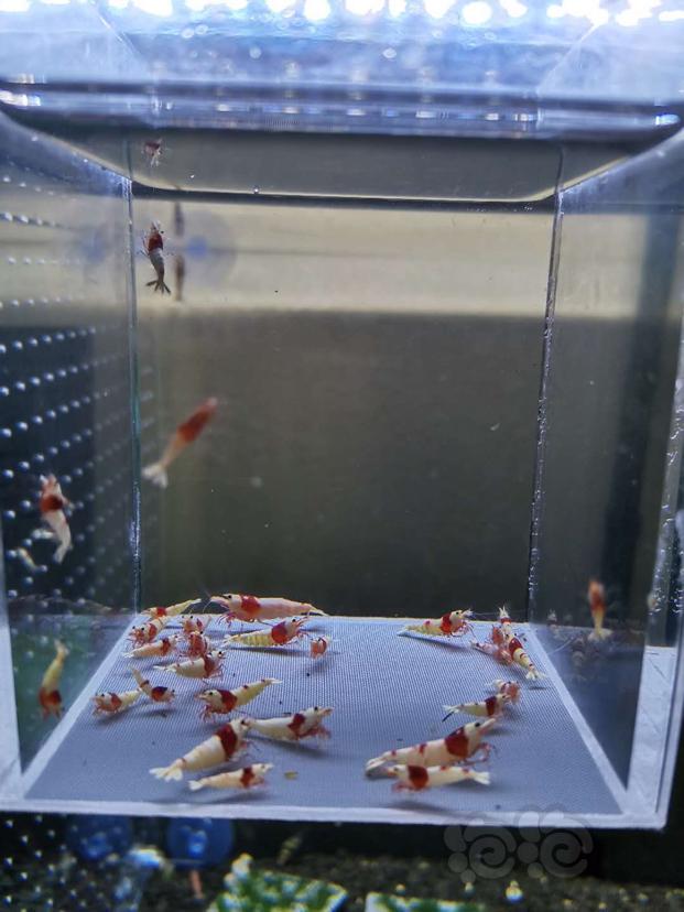 【虾】2020-05-02#RMB拍卖红白水晶虾一份-图2