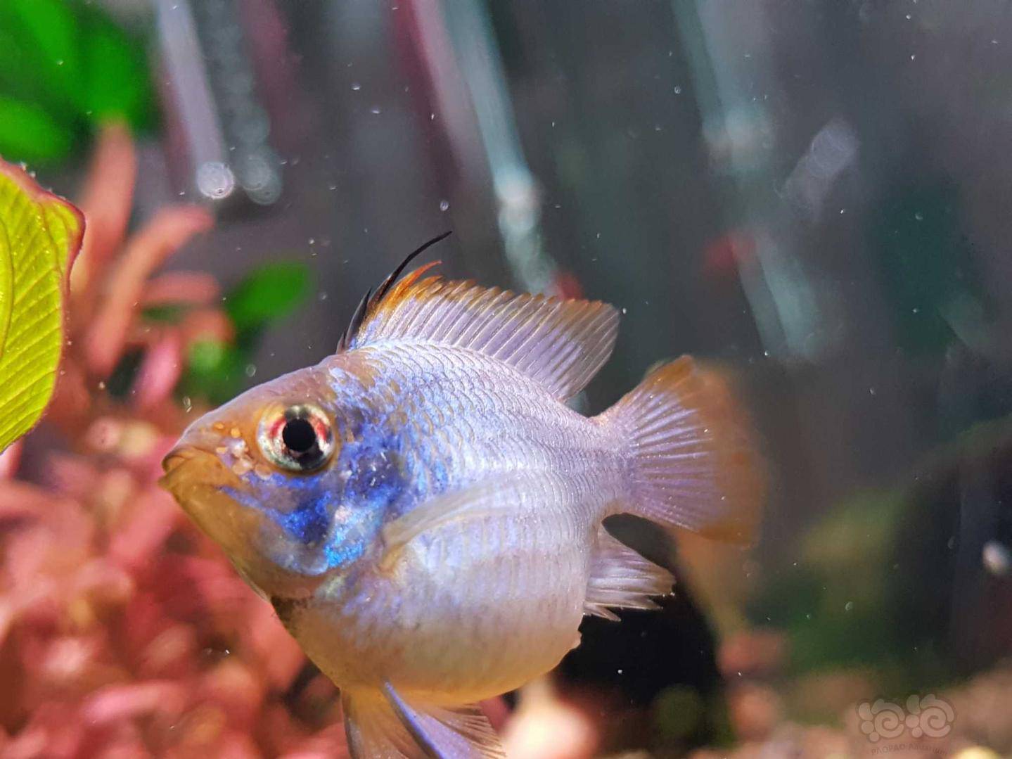 荷兰凤凰这是怎么了