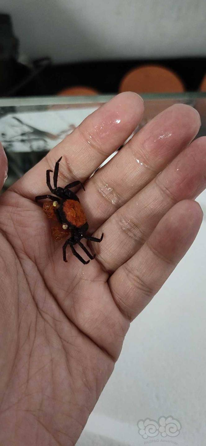 【虾螺】出养定的恶魔蟹4种颜色