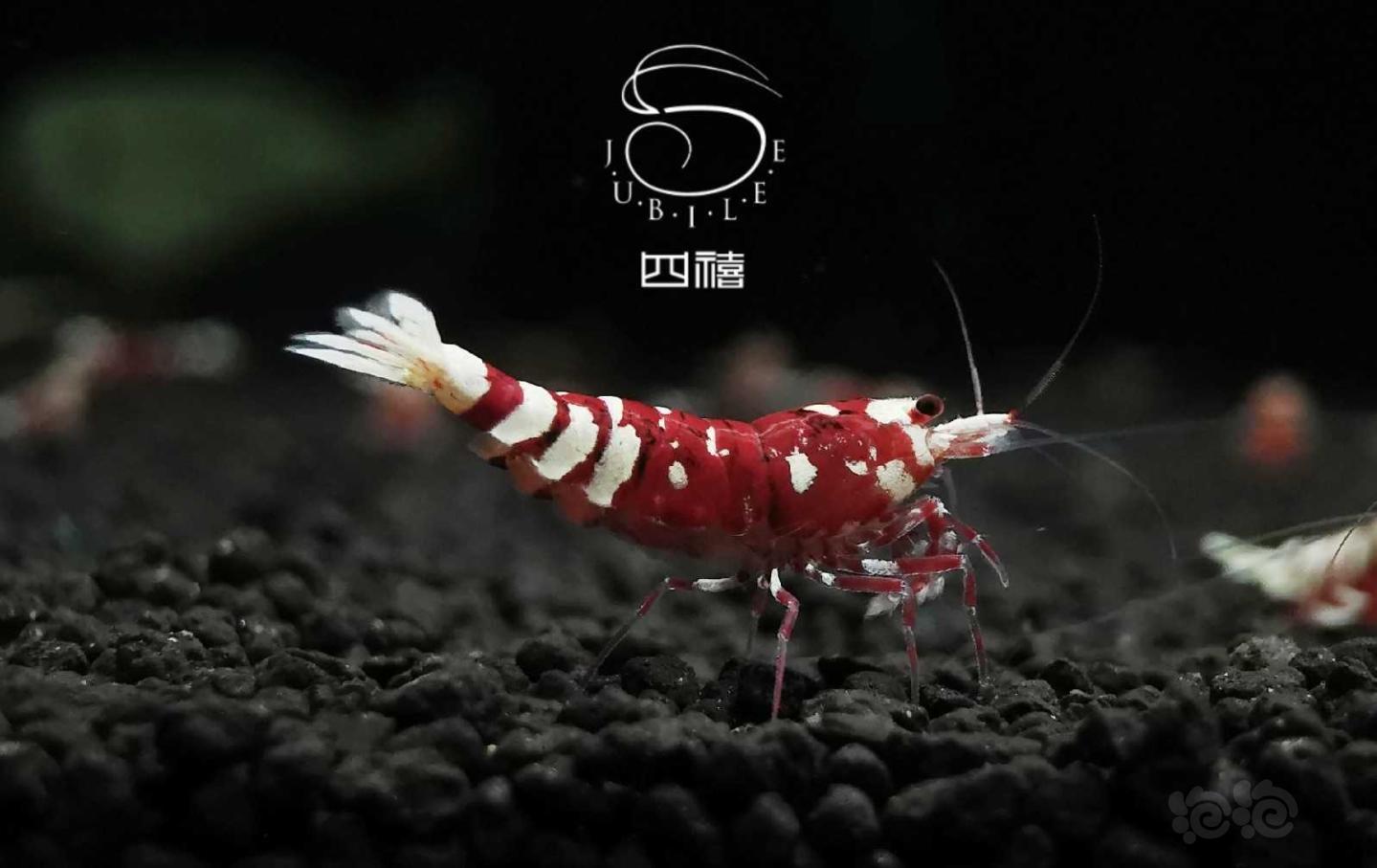 【虾】2020-05-27#RMB拍卖太极红花虎2只-图1