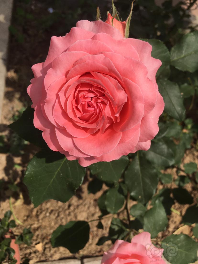 我种的蔷薇 今年开的不错-图1