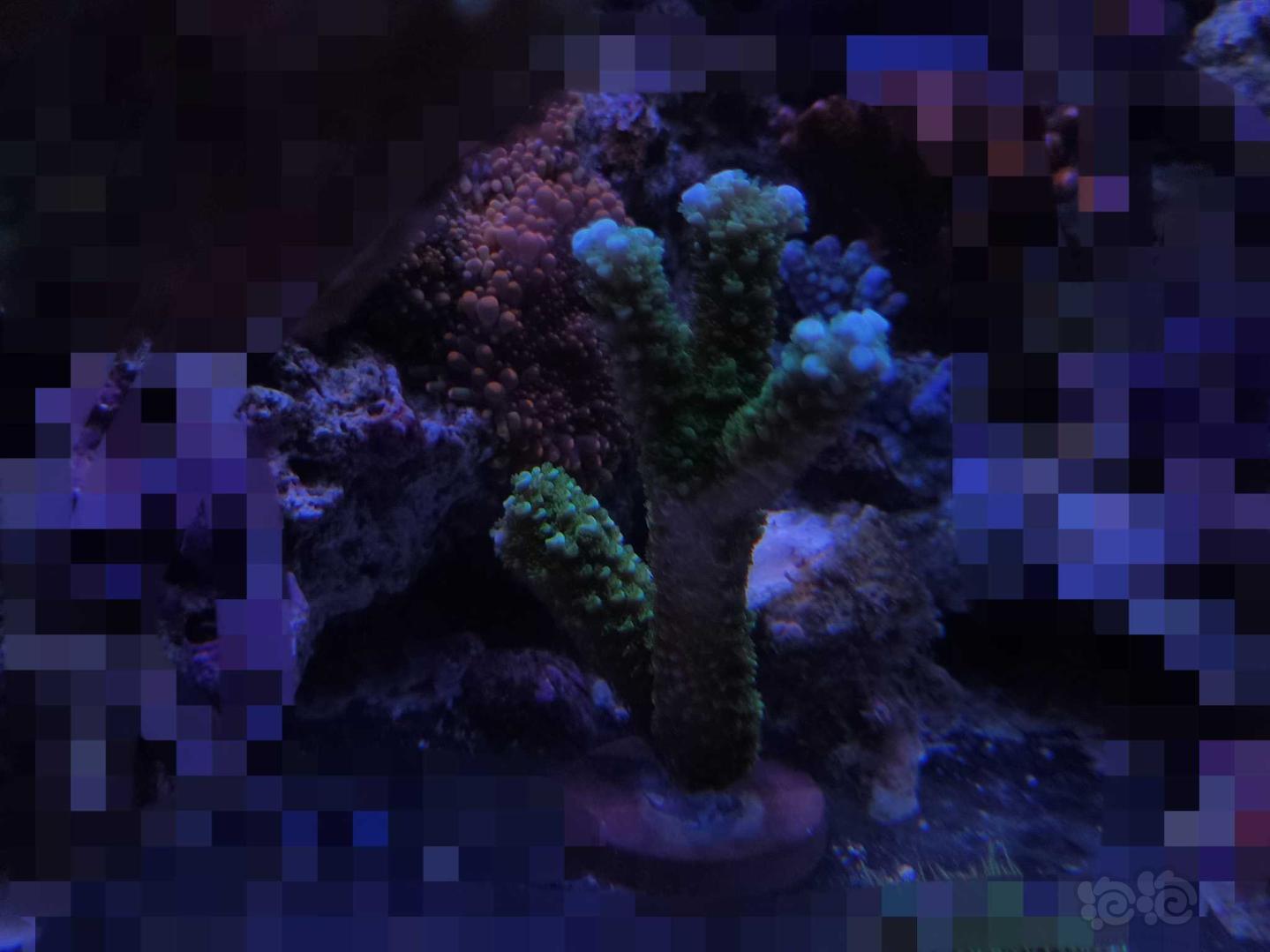 海水珊瑚断枝-图6