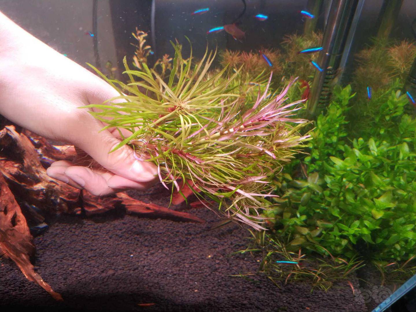 纸巾保湿袋泡沫箱冰袋包装.10.小水兰6棵9.细叶牛顿7棵8.